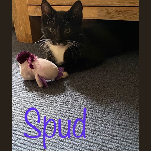 Photo of Spud