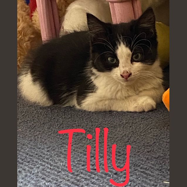 Photo of Tilly 