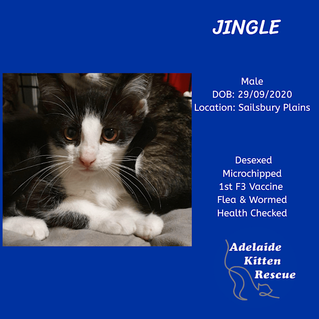 Photo of Jingle 