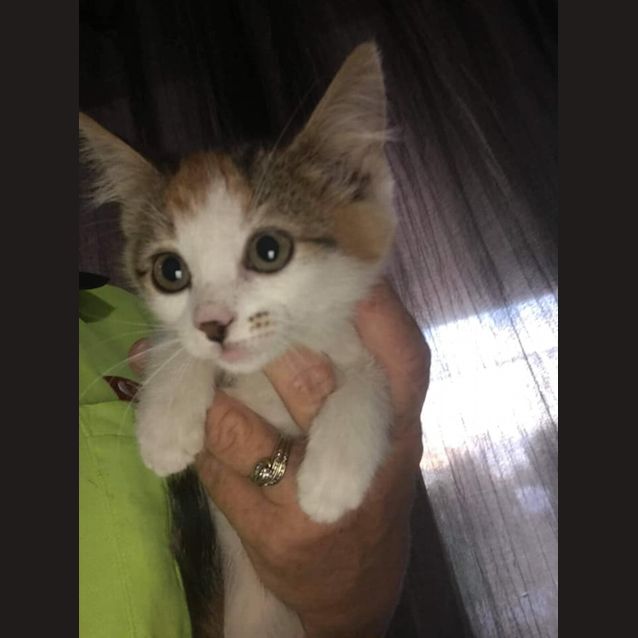 Photo of Butterscotch