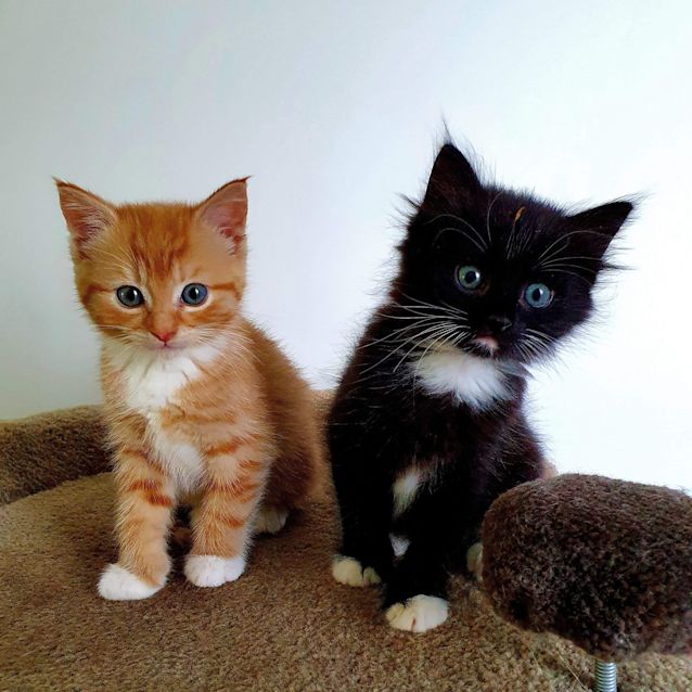 Photo of Tuli & Noki 