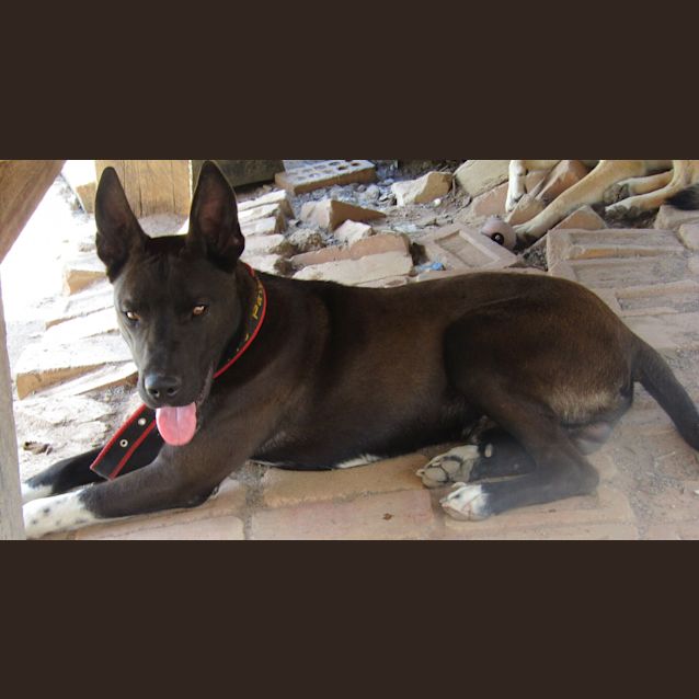Photo of Hank