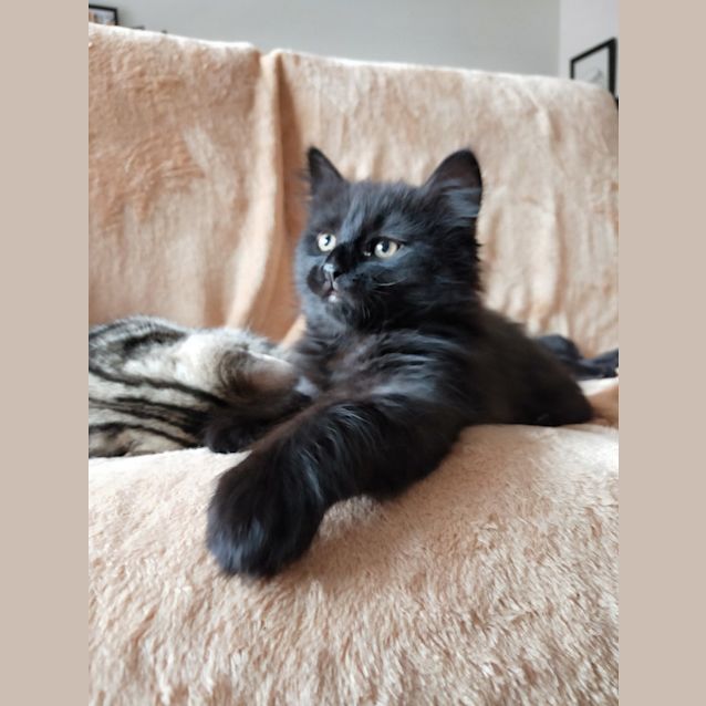 Photo of Bat   Located In Preston