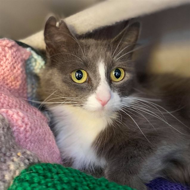 Photo of Kiki (Adoption Pending)