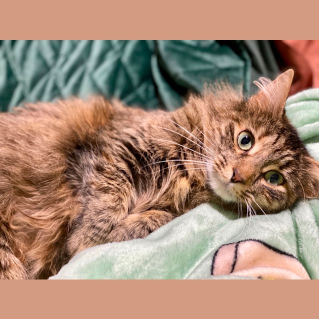 Photo of Willow