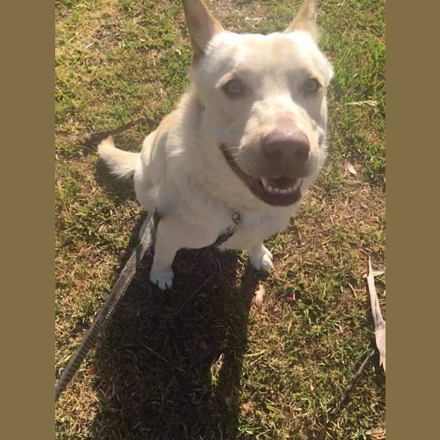 Photo of Armani Dl2590