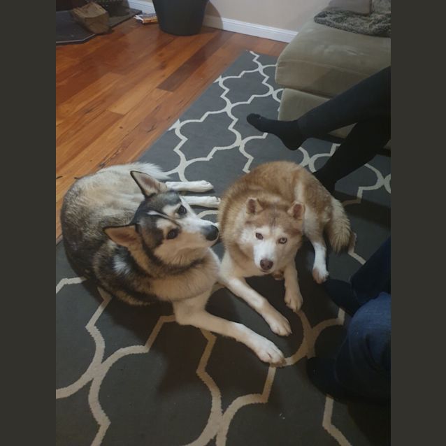 Photo of Rex & Viper 