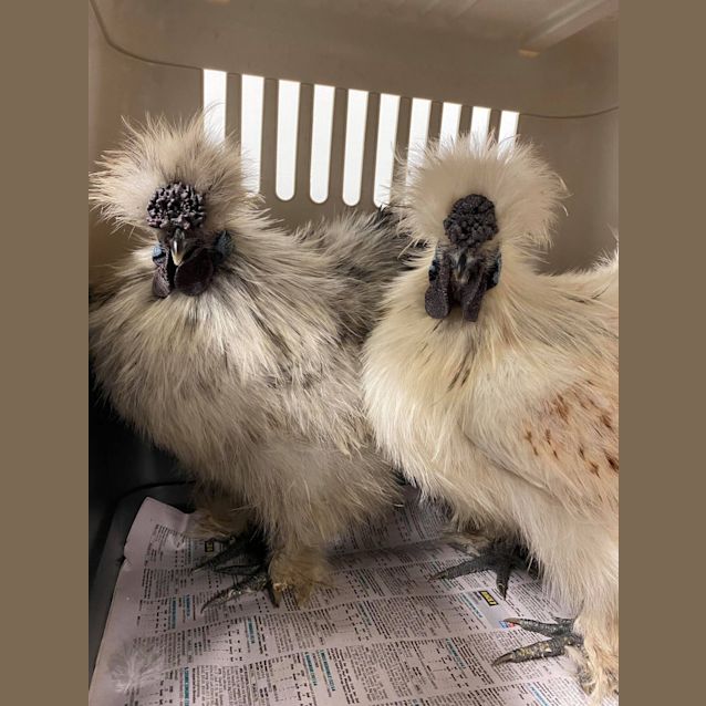 Photo of Spartacus & Peck