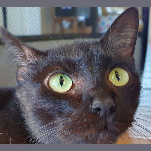 Photo of Ebony
