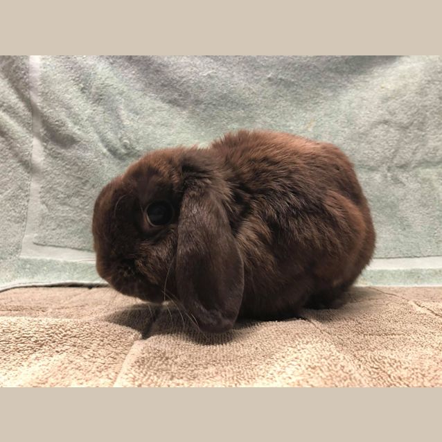 Photo of Gingerbread