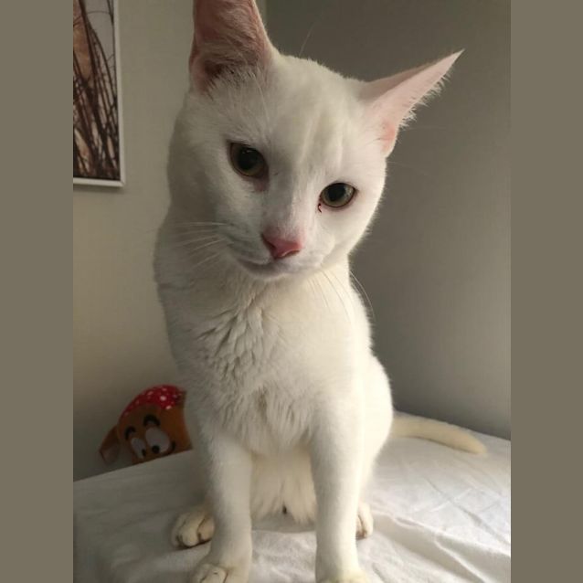 Photo of Snowy 