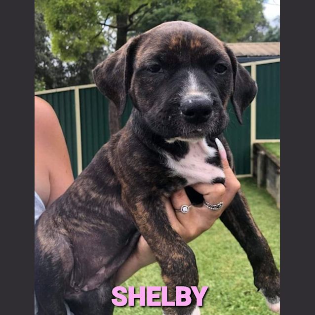 Photo of Shelby