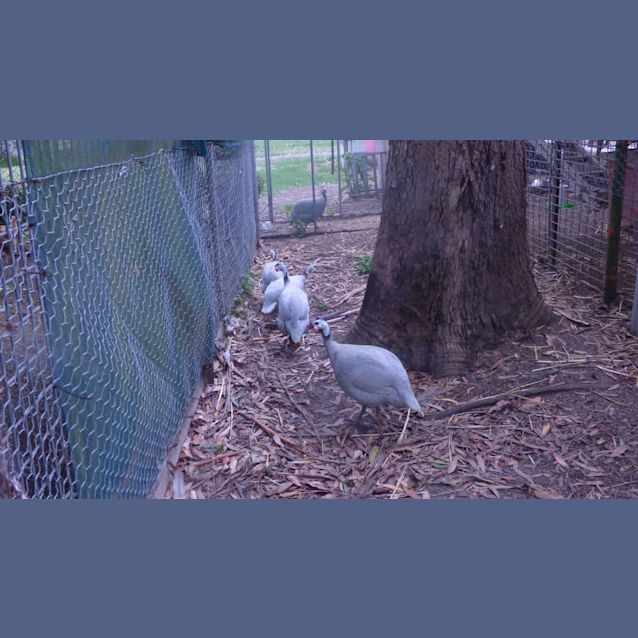 Photo of Guinea Fowl