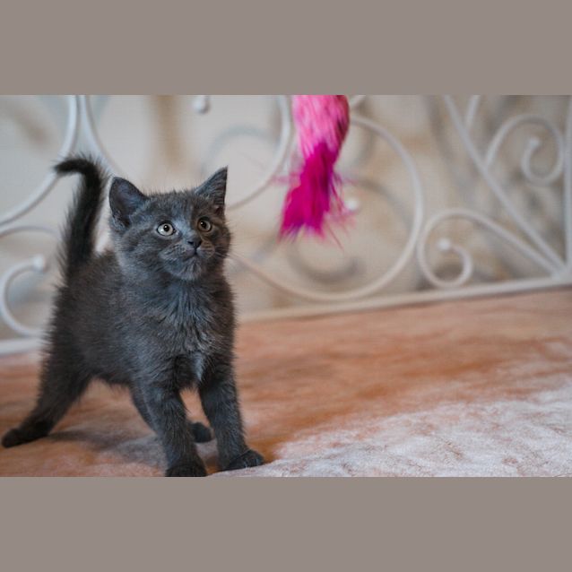 Photo of Antony & Cleopatra~7 W/O Kittens (On Trial 5/1/21)