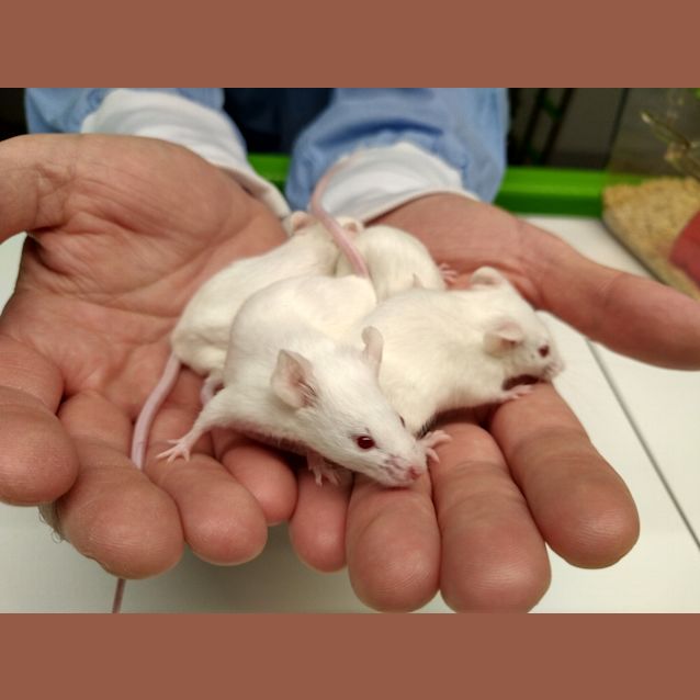 Photo of Female Mice From Research
