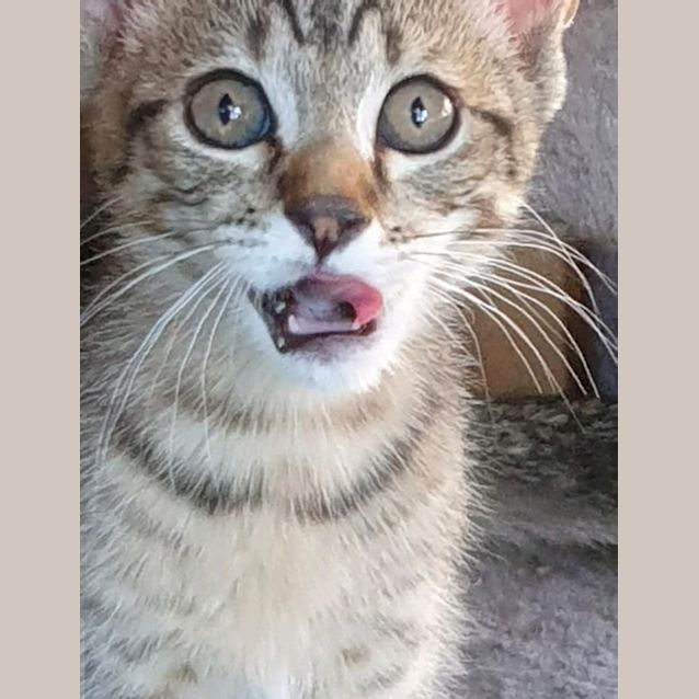 Photo of Tabs