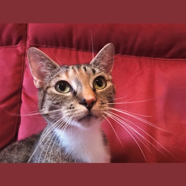 Photo of Serena   Located In Northcote