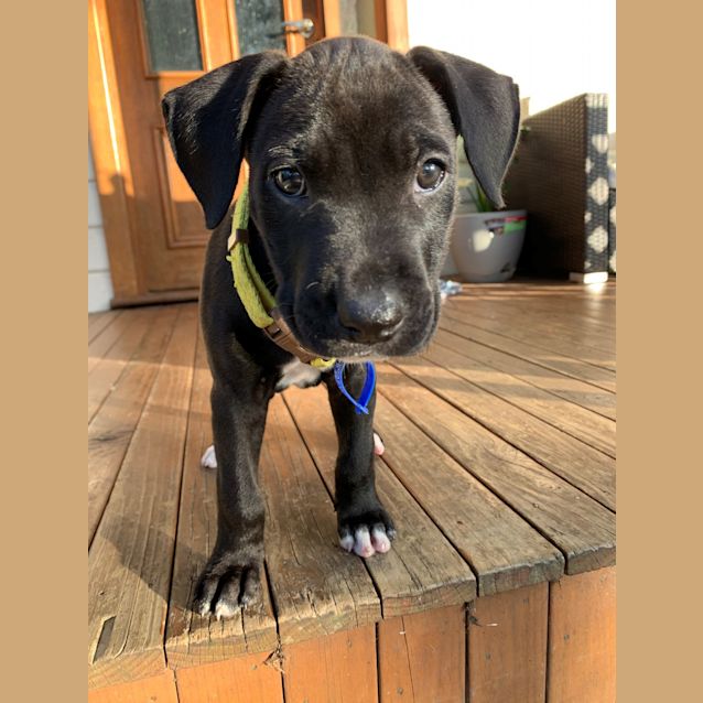 Photo of Scout ~ 9wo Mastiff X(on Trial 8/1/21)