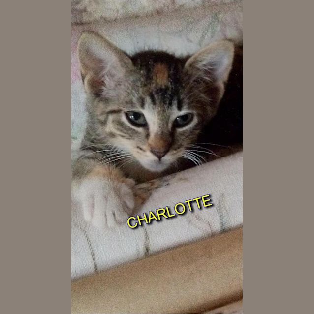 Photo of Charlotte 