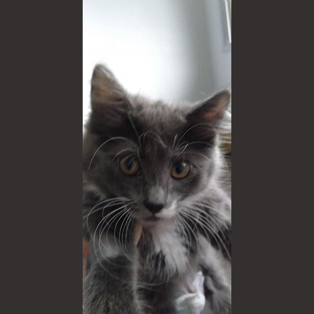 Photo of Snookums