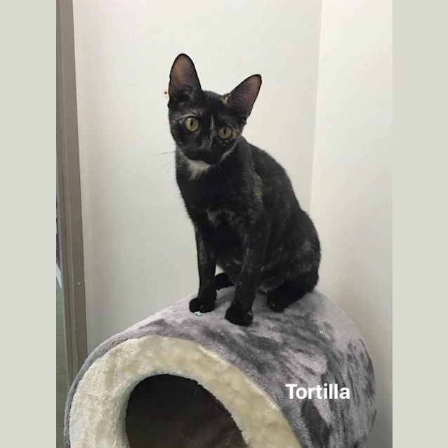 Photo of Tortilla