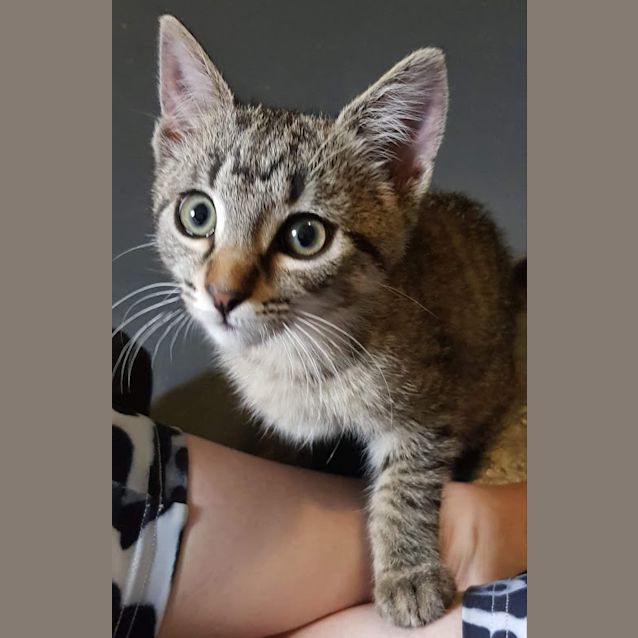 Photo of Elfie