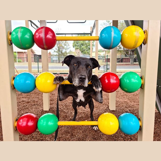 Photo of Dot