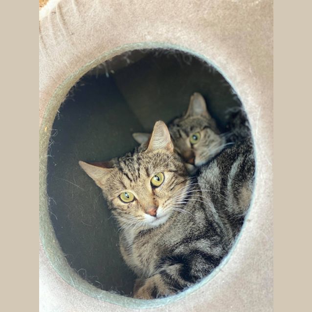 Photo of The Mchissy Twins! Twice The Tabby!