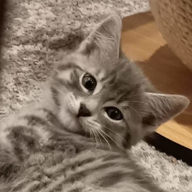 Elwood - Male Domestic Short Hair Cat in VIC - PetRescue Elwood - Male Domestic Short Hair Cat in VIC - PetRescue