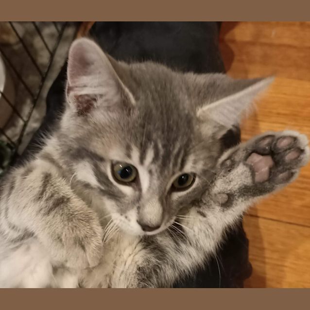 Elwood - Male Domestic Short Hair Cat in VIC - PetRescue Elwood - Male Domestic Short Hair Cat in VIC - PetRescue