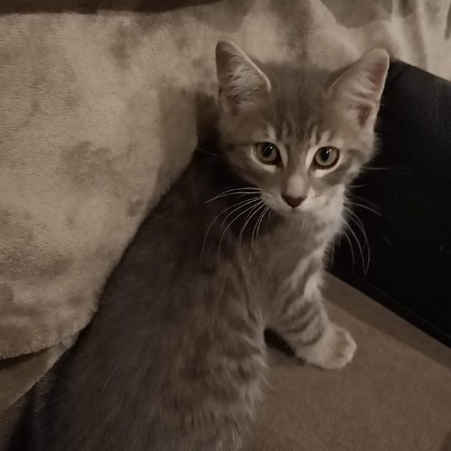Elwood - Male Domestic Short Hair Cat in VIC - PetRescue Elwood - Male Domestic Short Hair Cat in VIC - PetRescue