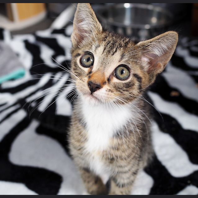 Photo of Simon ~ 14 Week Old Kitten