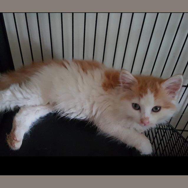 Photo of Rex 