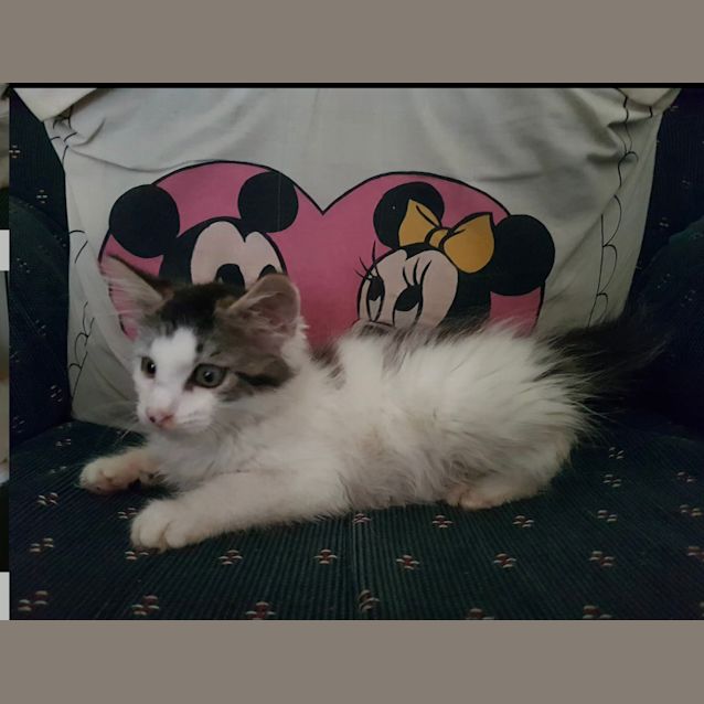 Photo of Gizmo 
