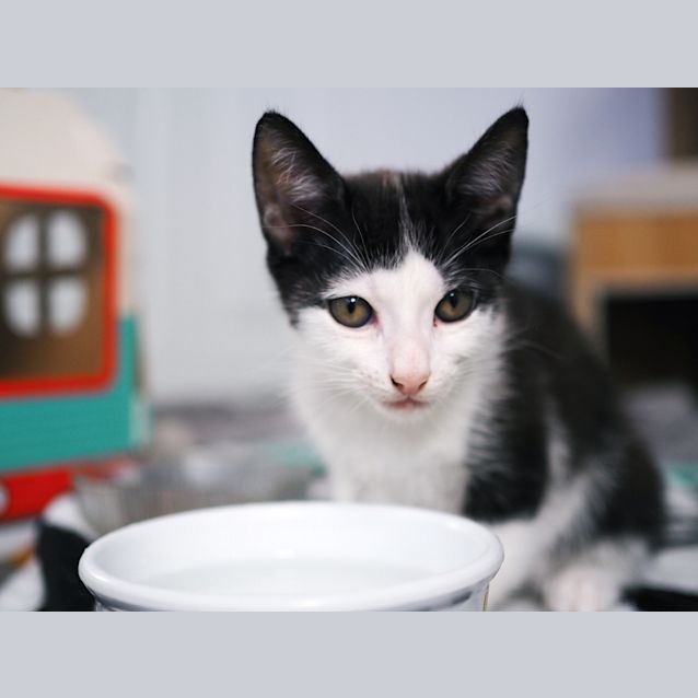 Photo of Prudence ~ 14 Week Old Kitten