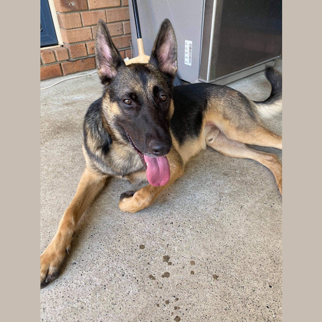 Photo of Baxter