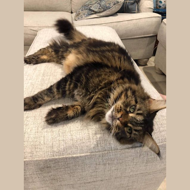 Photo of Willow