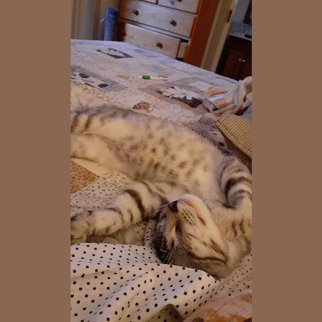 Photo of Pepper