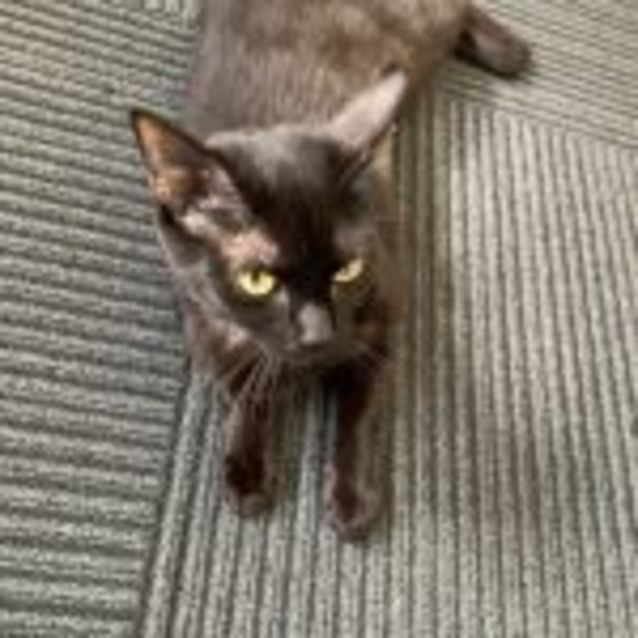 Photo of Luna
