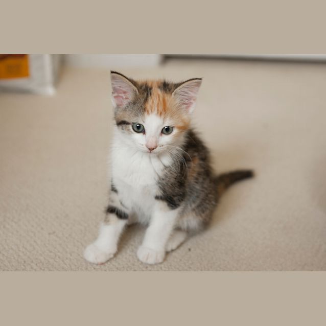 Photo of Viola