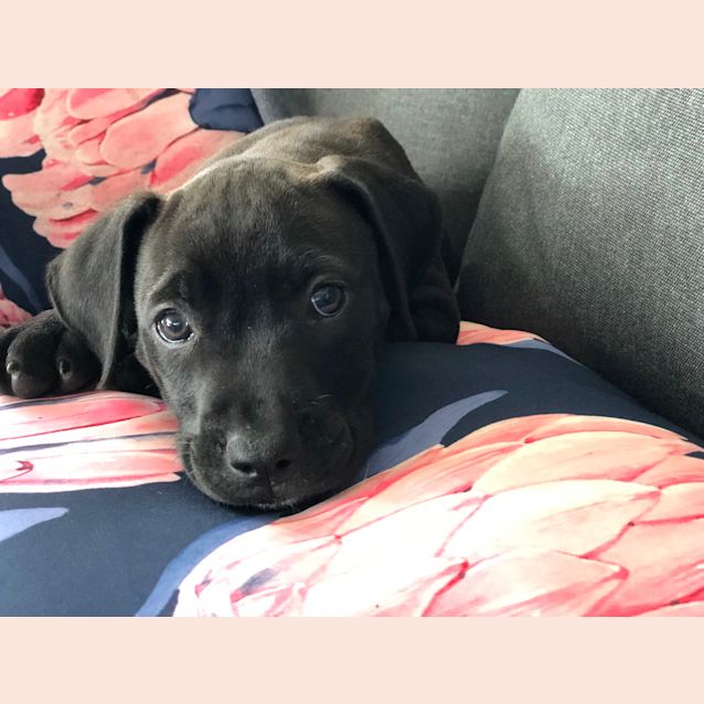 Photo of Charlotte ~ 10wk Old Mastiff X (On Trial 12//1/21)