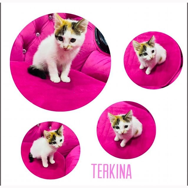 Photo of Terkina 