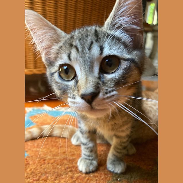 Photo of Rasmus   Located In Northcote