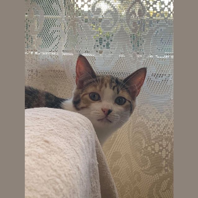 Photo of Lilo & Stitch