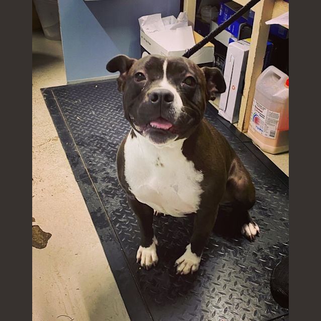 Photo of Stella