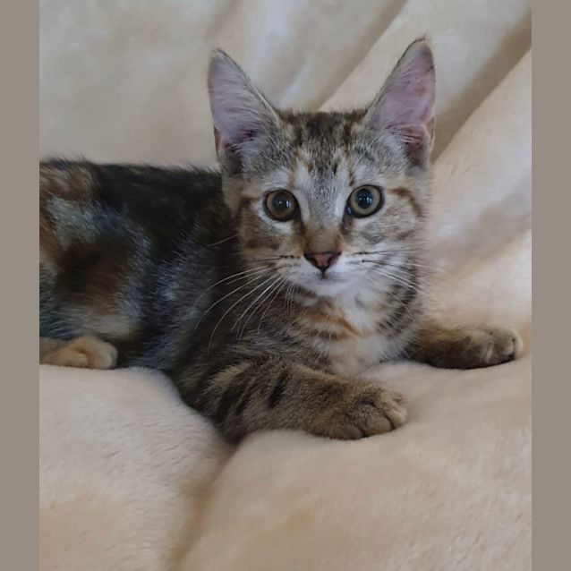 Photo of Maddison | Ck Rescue 