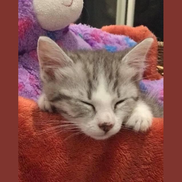 Photo of Sammy