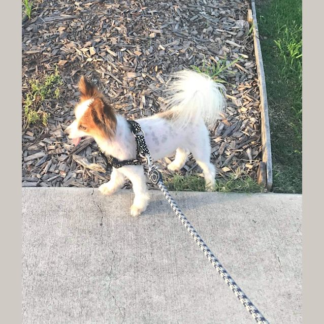 Photo of Marley