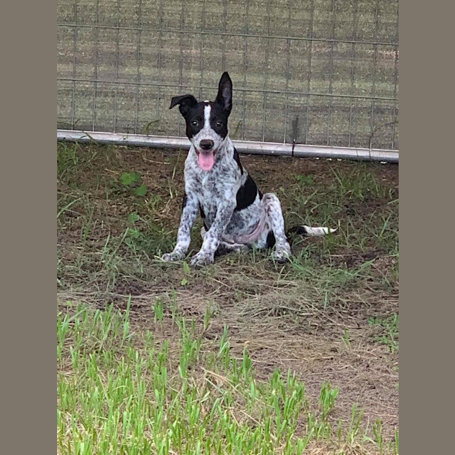 Photo of Bosley