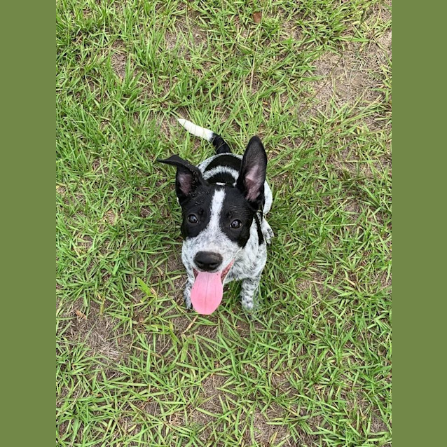 Photo of Bosley